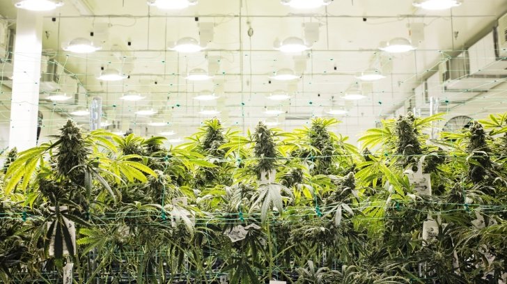 Indoor cannabis garden